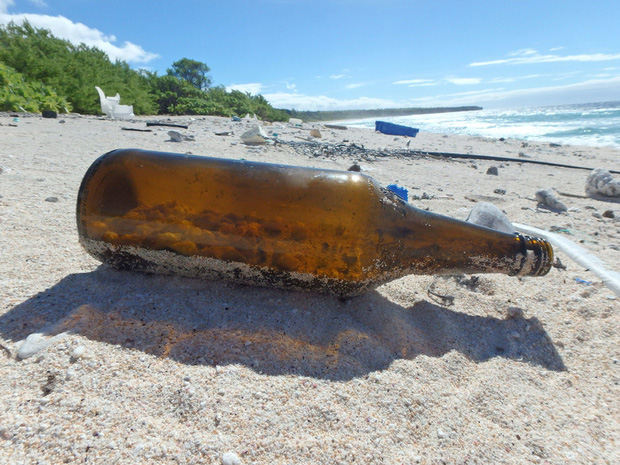 Thảm họa sinh thái: Nửa triệu sinh vật đã phải bỏ xác tại hòn đảo đang ngập trong hàng trăm triệu mảnh rác nhựa - Ảnh 6.