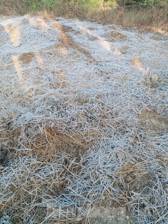 Rét đậm, sương muối phủ trắng cánh đồng và cây cối ở Lạng Sơn - Ảnh 4.