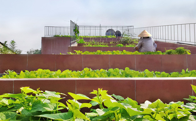 Vườn rau 7 bậc thang xanh tươi trên mái nhà của vợ chồng trung niên được các con xây tặng ở Quảng Ngãi - Ảnh 2.