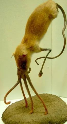 Nosewalkers - loài động vật kì lạ nhất Trái Đất, dù có chân nhưng lại dùng mũi để di chuyển - Ảnh 7.