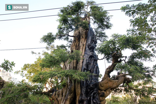 Cổ thụ 300 tuổi, thân cuồn cuộn như rồng được rao bán tiền tỷ ở Sài Gòn - Ảnh 11.