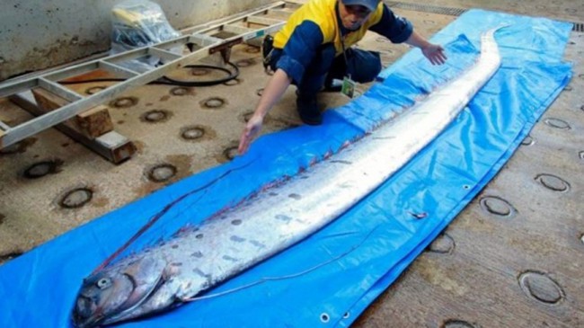 Xác cá ‘rồng biển’ khiến người dân Nhật Bản lo lắng - Ảnh 1.