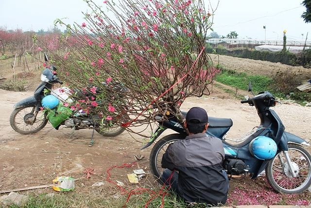 Kiếm tiền triệu mỗi ngày nhờ chở đào, bưởi Tết - Ảnh 1.