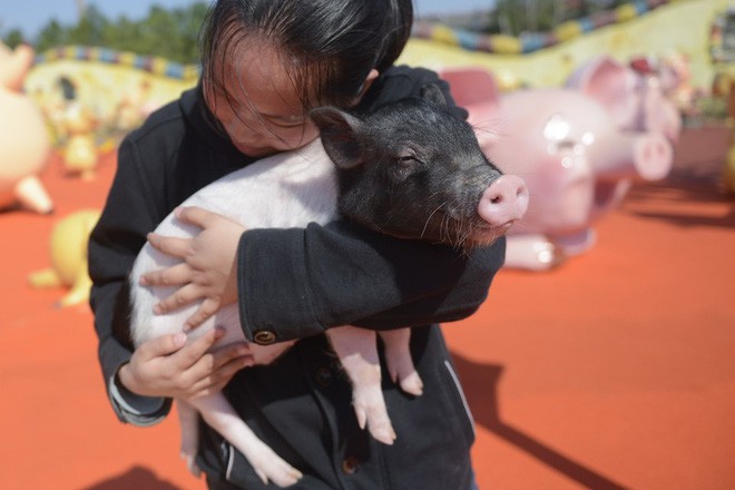 Tết Kỷ Hợi không biết đi đâu chơi, mời ghé thăm công viên Hành tinh Lợn ở Trung Quốc - Ảnh 1.
