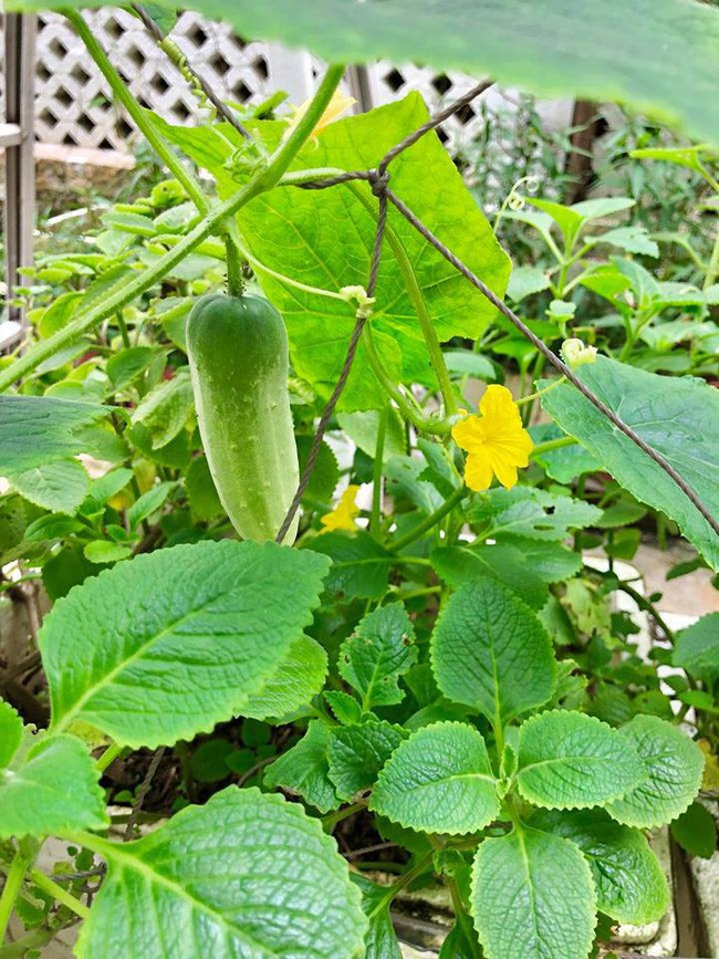 Vợ chồng Công Vinh – Thủy Tiên vui vẻ thu hoạch rau quả sạch trong vườn nhà - Ảnh 13.
