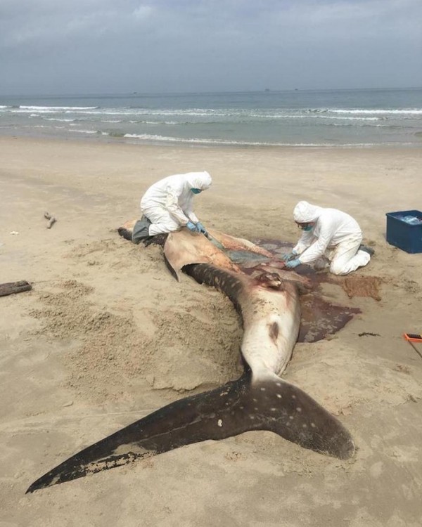 Sự thật tàn nhẫn quanh cái chết của cá nhám voi trên bờ biển với bụng đầy túi nilon - Ảnh 1.