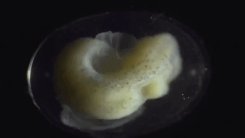 Xem quá trình biến hoá từ trứng thành kỳ giông cực qua đoạn video timelapse cực kỳ ấn tượng - Ảnh 1.