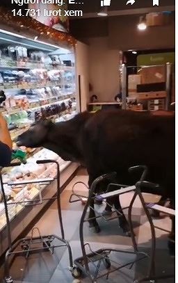 Chuyện lạ: Đàn bò nghênh ngang vào siêu thị tìm đồ ăn - Ảnh 1.