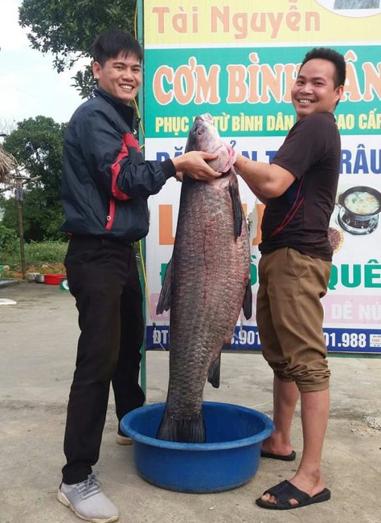 Đầu năm bắt được cá trắm đen “khủng” nặng 33 kg, dài 1 m - Ảnh 1.