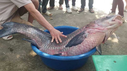 Đầu năm bắt được cá trắm đen “khủng” nặng 33 kg, dài 1 m - Ảnh 2.