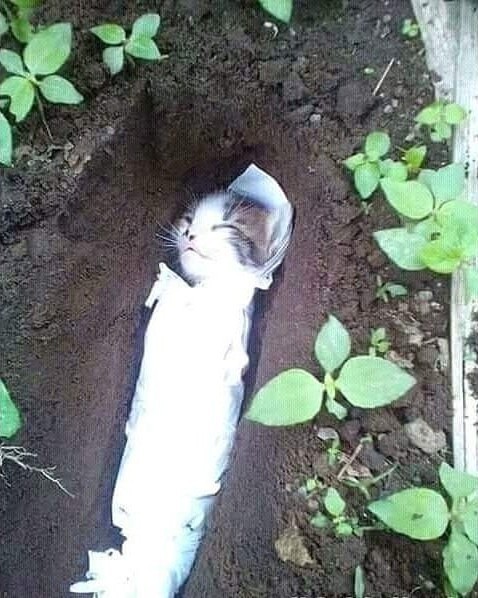 Mèo mẹ tự đào hố chôn mèo con gây xúc động - Ảnh 1.