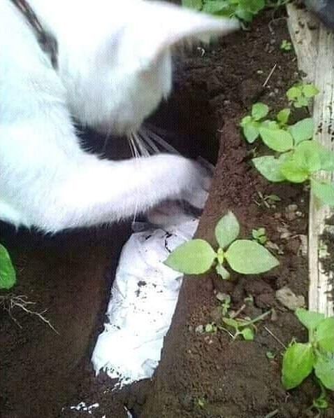 Mèo mẹ tự đào hố chôn mèo con gây xúc động - Ảnh 2.