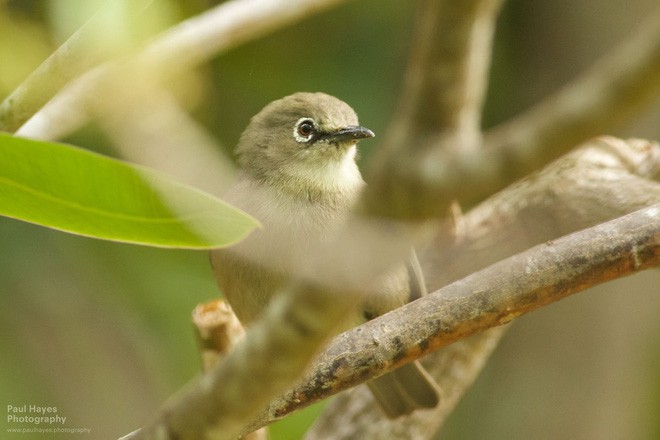 Hòn đảo kỳ lạ cho phép chúng ta chiêm ngưỡng Kỷ Jura giữa thế kỷ 21 - Ảnh 13.