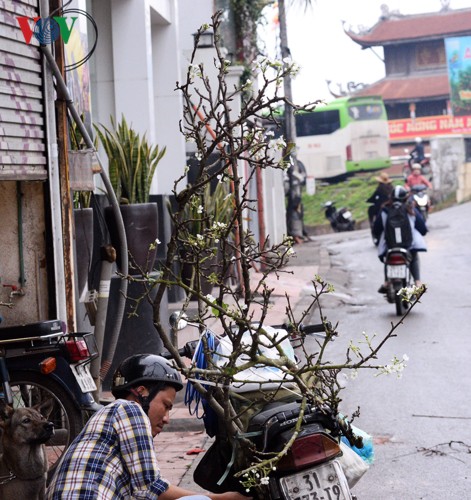 Ngỡ ngàng sắc hoa lê trắng tinh khôi trên đường phố Hà Nội - Ảnh 15.