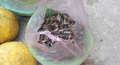 Chợ phiên Na Mèo ngày cuối năm: Nơi có nhiều loại tiền nhất - Ảnh 15. Chợ phiên Na Mèo ngày cuối năm: Nơi có nhiều loại tiền nhất - Ảnh 15.