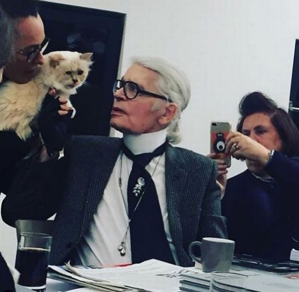 Cuộc sống vương giả của mèo Choupette - tình yêu lớn nhất đời Karl Lagerfeld - Ảnh 10.