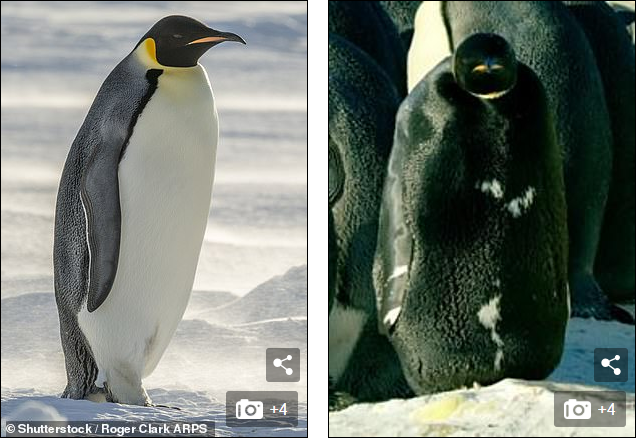 Phát hiện chim cánh cụt toàn thân màu đen ở Nam Cực: Hàng trăm con mới có một - Ảnh 3.
