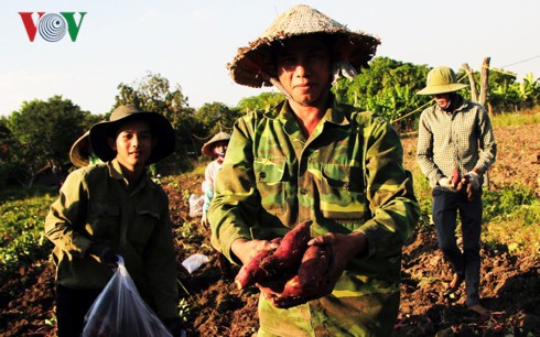 Nông dân Gia Lai lao đao vì không tìm được đầu ra cho khoai lang Nhật - Ảnh 1.