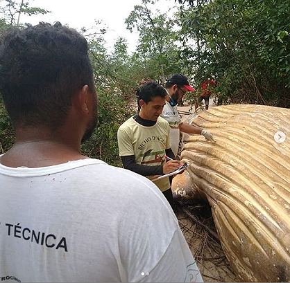 Bí ẩn cá voi khổng lồ chết trong rừng Brazil - Ảnh 1.