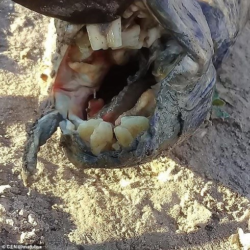 Kinh ngạc cá lạ có hàm răng giống người ở Argentina - Ảnh 1.