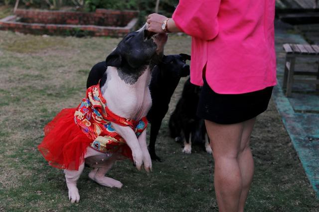 Năm Hợi, giới trẻ Đài Loan đua nhau nuôi lợn cảnh - Ảnh 1.