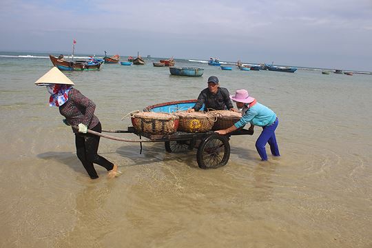 Giáp Tết ngư dân Quảng Ngãi trúng đậm lộc biển - Ảnh 1.