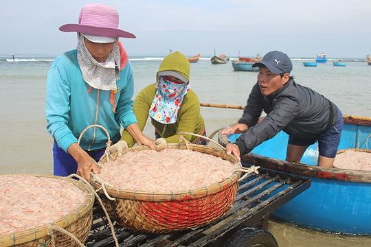 Giáp Tết ngư dân Quảng Ngãi trúng đậm lộc biển - Ảnh 2.