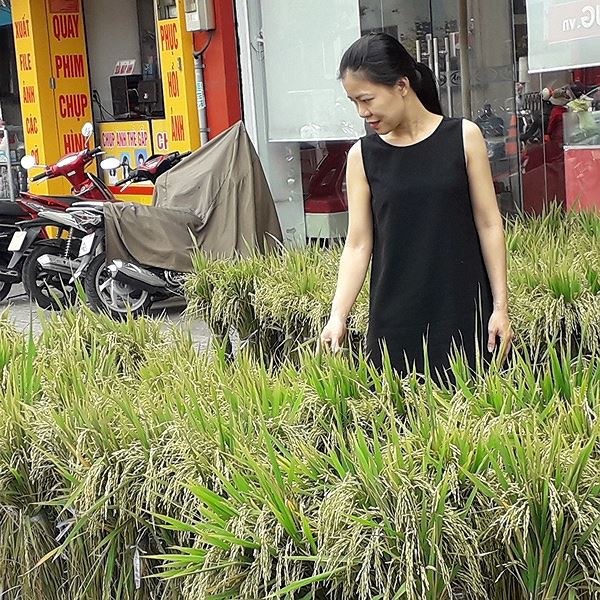 Người Sài Gòn mua lúa kiểng về chưng Tết - Ảnh 2.