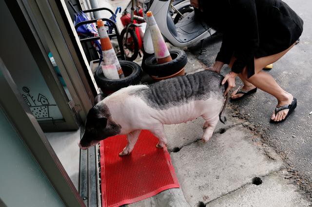 Năm Hợi, giới trẻ Đài Loan đua nhau nuôi lợn cảnh - Ảnh 2.