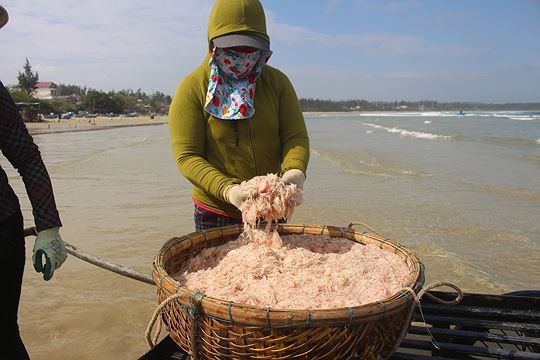 Giáp Tết ngư dân Quảng Ngãi trúng đậm lộc biển - Ảnh 3.