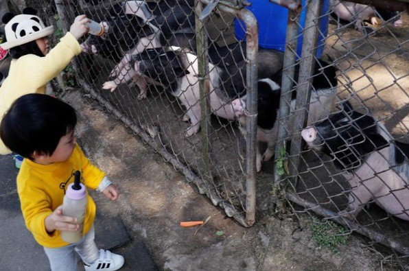 Năm Hợi, giới trẻ Đài Loan đua nhau nuôi lợn cảnh - Ảnh 3.