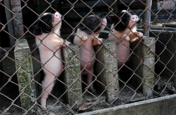 Năm Hợi, giới trẻ Đài Loan đua nhau nuôi lợn cảnh - Ảnh 4.