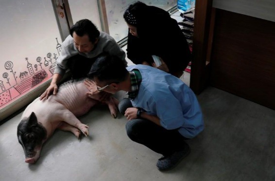 Năm Hợi, giới trẻ Đài Loan đua nhau nuôi lợn cảnh - Ảnh 5.