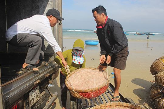 Giáp Tết ngư dân Quảng Ngãi trúng đậm lộc biển - Ảnh 7.