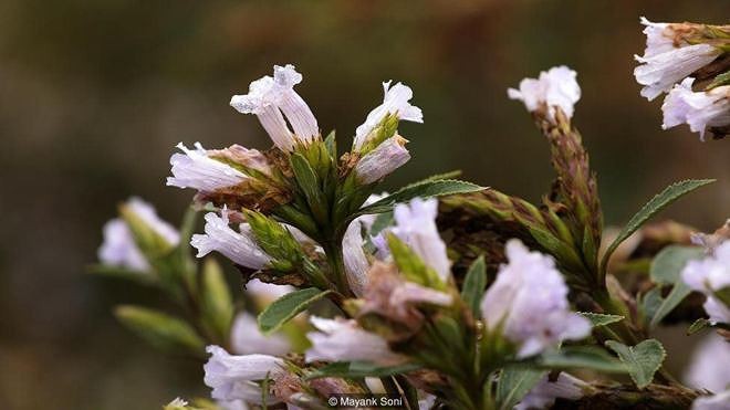 Neelakurinji, loài hoa hiếm chỉ nở 12 năm một lần ở Ấn Độ - Ảnh 1.