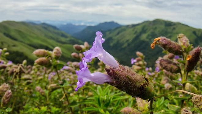 Neelakurinji, loài hoa hiếm chỉ nở 12 năm một lần ở Ấn Độ - Ảnh 2.