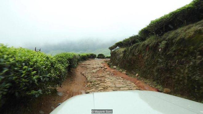 Neelakurinji, loài hoa hiếm chỉ nở 12 năm một lần ở Ấn Độ - Ảnh 4.