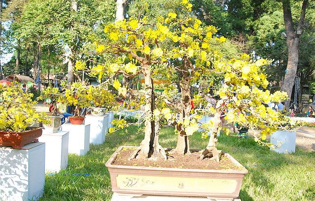 Ngắm những cây Mai thế độc đáo trong vườn hoa Tao Đàn - Ảnh 2.