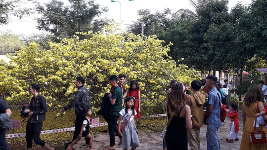 Hàng ngàn người đến thưởng lãm cây mai khủng ở Đồng Nai - Ảnh 3.