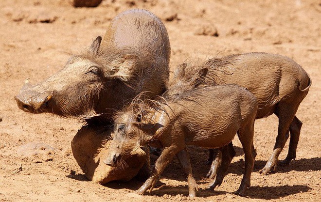 Nhân năm Kỷ Hợi tìm hiểu loài lợn cực thú vị: Mang ngà như voi, lại có đến 4 cái - Ảnh 2.
