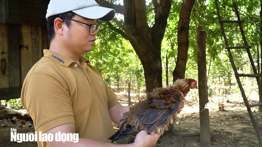 Kỳ lạ giống gà lông ngược, chỉ nuôi chứ không bán - Ảnh 8.