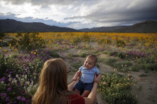 Đợt siêu nở hoa vô cùng bất thường trên sa mạc California - Ảnh 2.