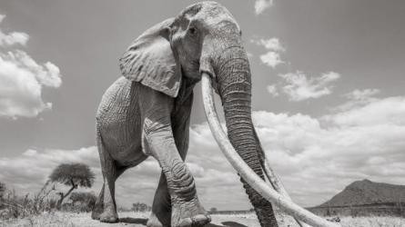 Những hình ảnh cuối cùng về voi nữ hoàng của Kenya với đôi ngà đẹp nhất thế giới, chạm tới đất - Ảnh 6.