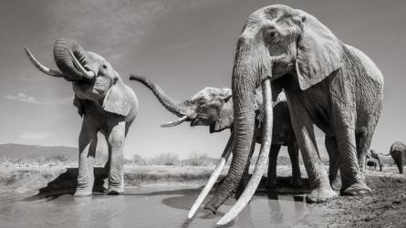 Những hình ảnh cuối cùng về voi nữ hoàng của Kenya với đôi ngà đẹp nhất thế giới, chạm tới đất - Ảnh 7.