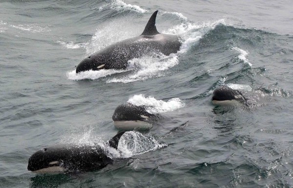 Phát hiện chấn động về nhóm cá voi sát thủ mới ở Nam Đại Dương - Ảnh 1.