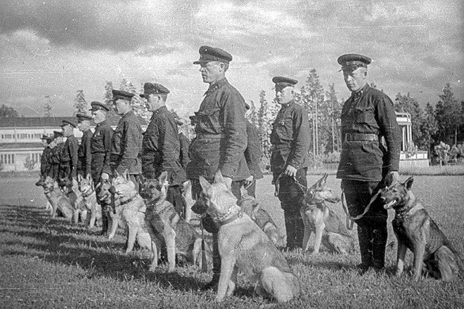 Liên Xô đã sử dụng chó cảm tử đánh thắng Đức Quốc xã như thế nào? - Ảnh 1.