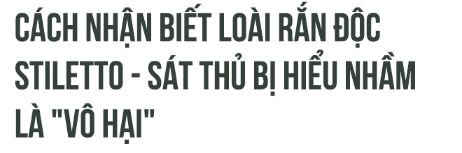 Loài rắn kỳ dị nhất hành tinh: Cắn người không cần há miệng, nọc hủy hoại mô nghiêm trọng - Ảnh 5.