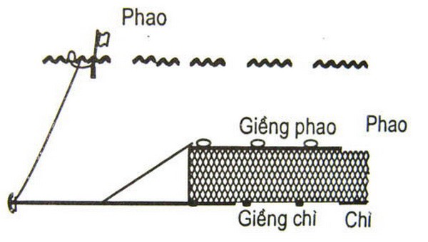 Loài cá heo nhỏ bé quý hiếm nhất hành tinh, cả Trái Đất chỉ còn lại chưa đến 10 con - Ảnh 2.