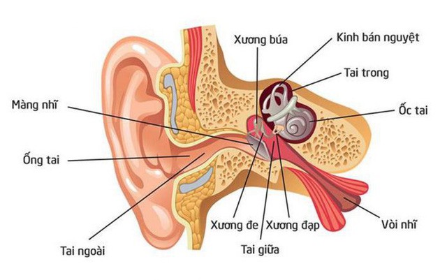 Từ vụ nhiễm trùng não do dùng tăm bông ngoáy tai, bác sĩ chỉ cách vệ sinh tai an toàn, hiệu quả - Ảnh 2.