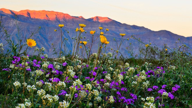 Choáng ngợp trước hiện tượng hoa siêu bung nở cực hiếm gặp, khiến cả sa mạc như sống dậy - Ảnh 10.